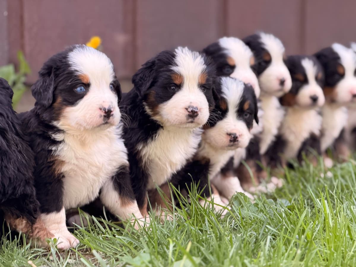 Bernese Mountain Dog Puppies breeder image 9