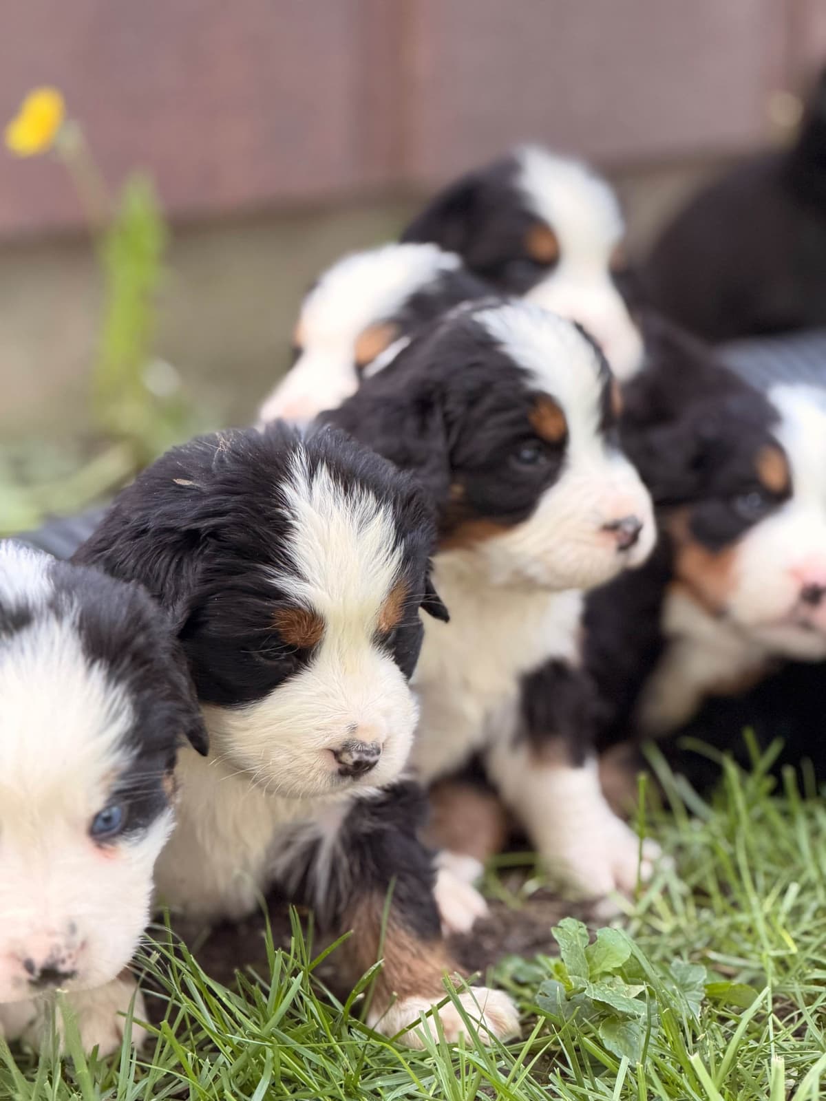 Bernese Mountain Dog Puppies breeder image 10
