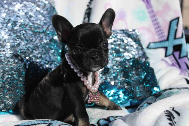French Bulldog Puppies media 2