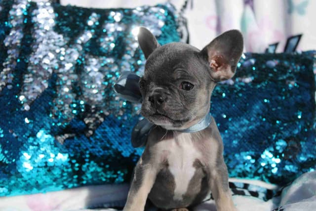 French Bulldog Puppies media 3