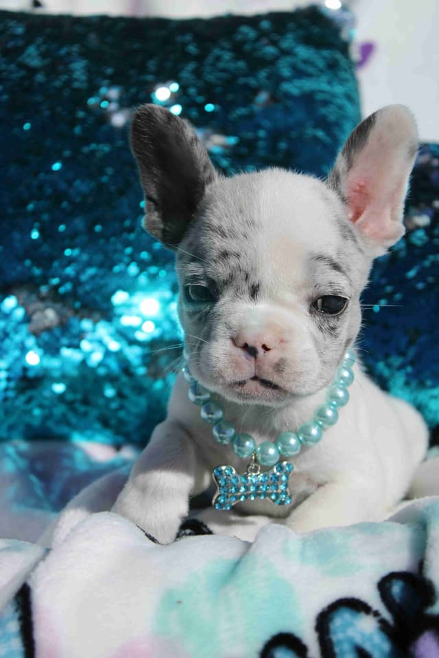 French Bulldog Puppies media 5