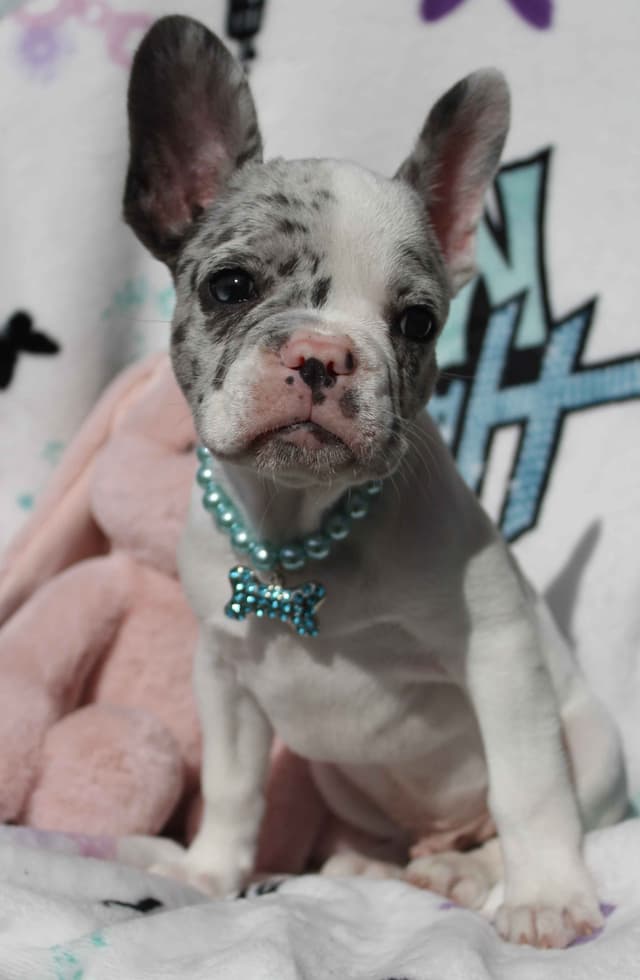 French Bulldog Puppies media 6