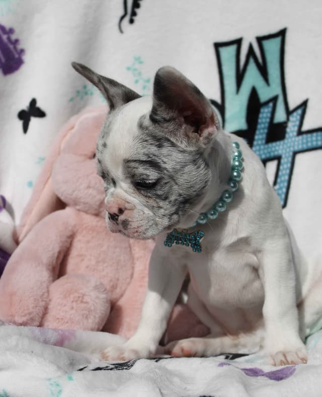 French Bulldog Puppies media 7