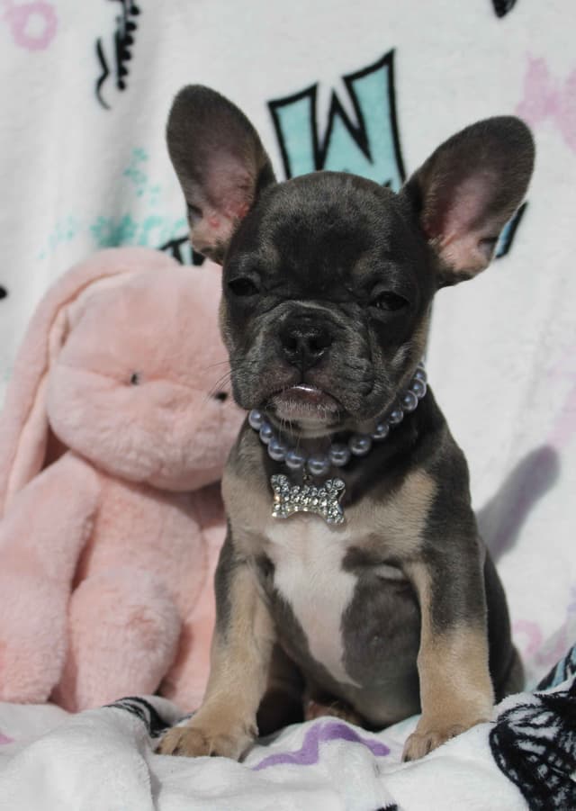 French Bulldog Puppies media 8