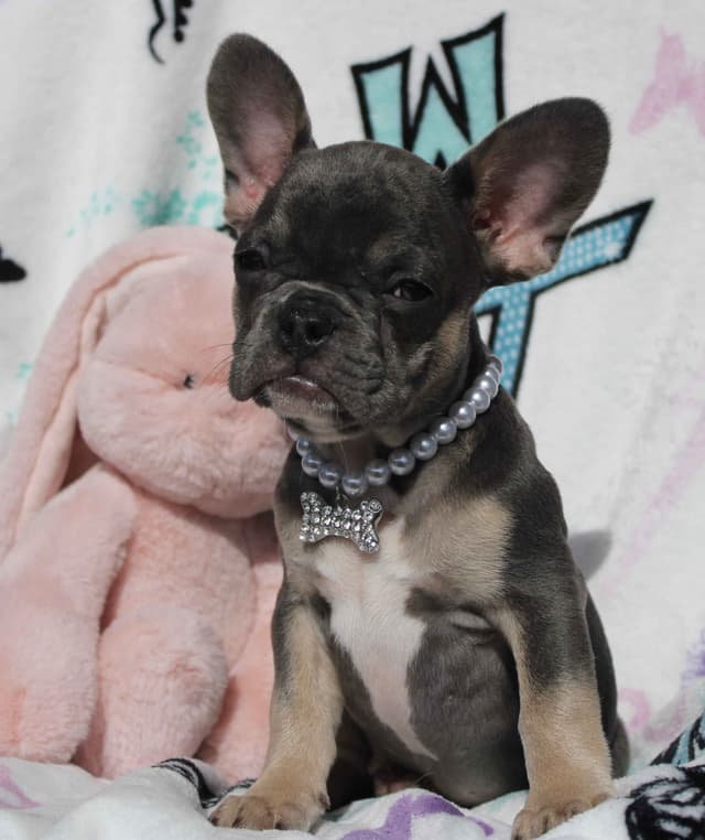 French Bulldog Puppies media 9
