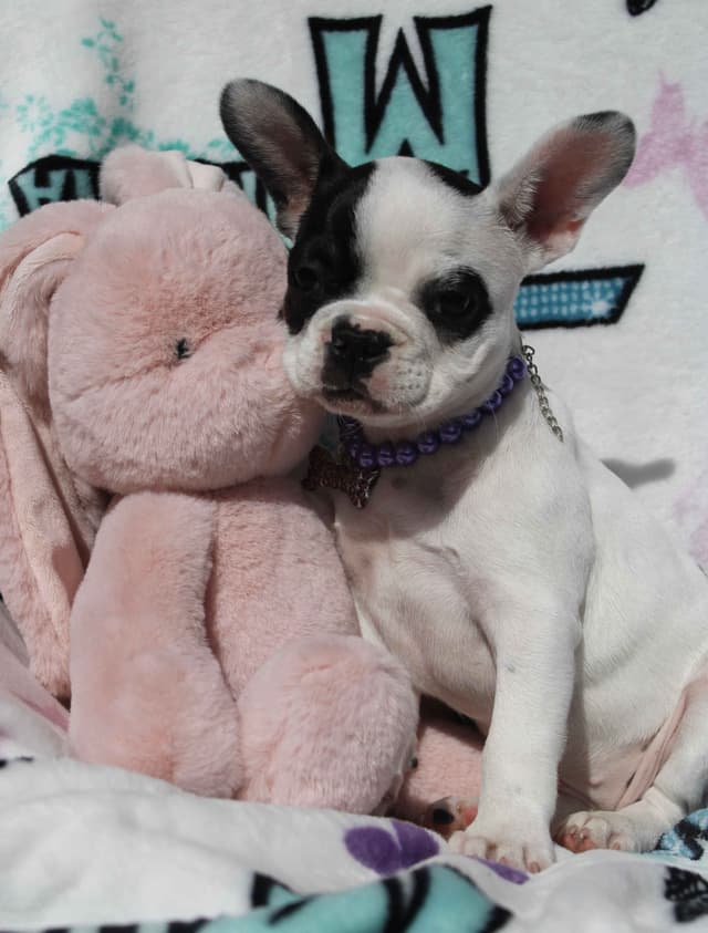 French Bulldog Puppies media 10