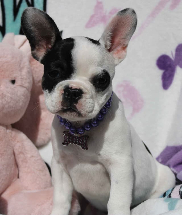 French Bulldog Puppies media 11