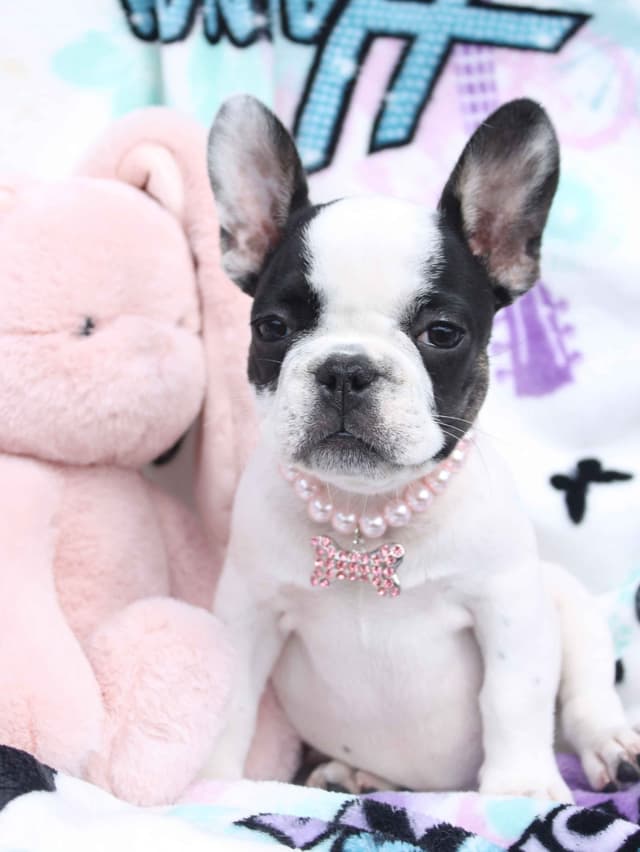 French Bulldog Puppies media 12