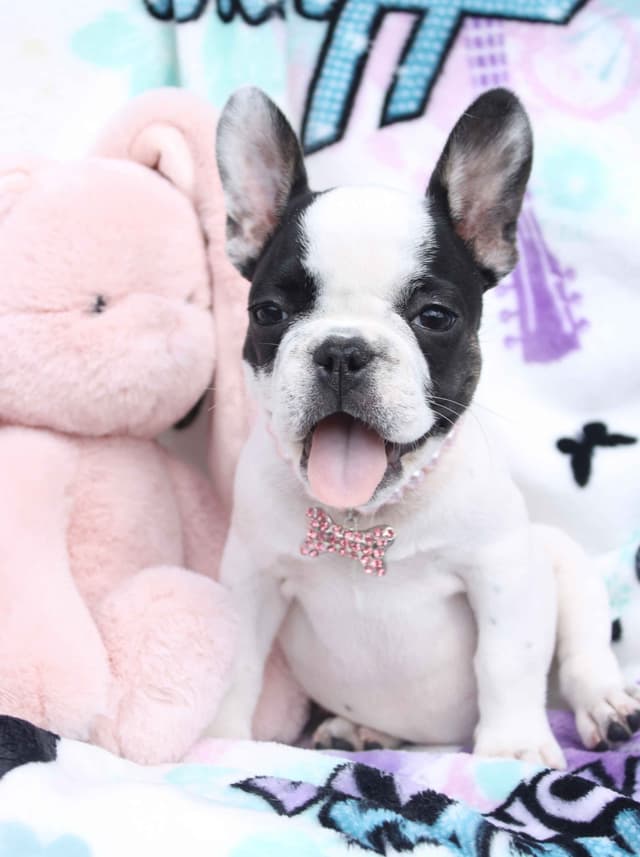 French Bulldog Puppies media 13