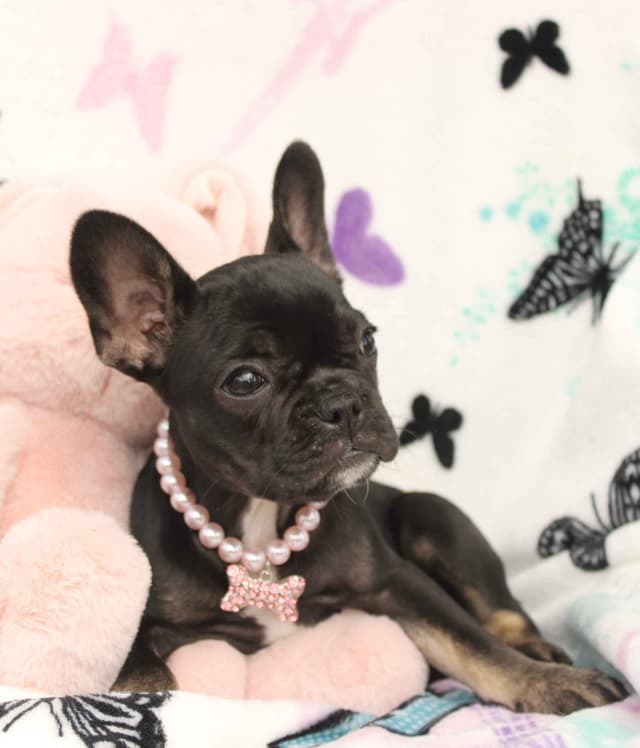 French Bulldog Puppies media 14