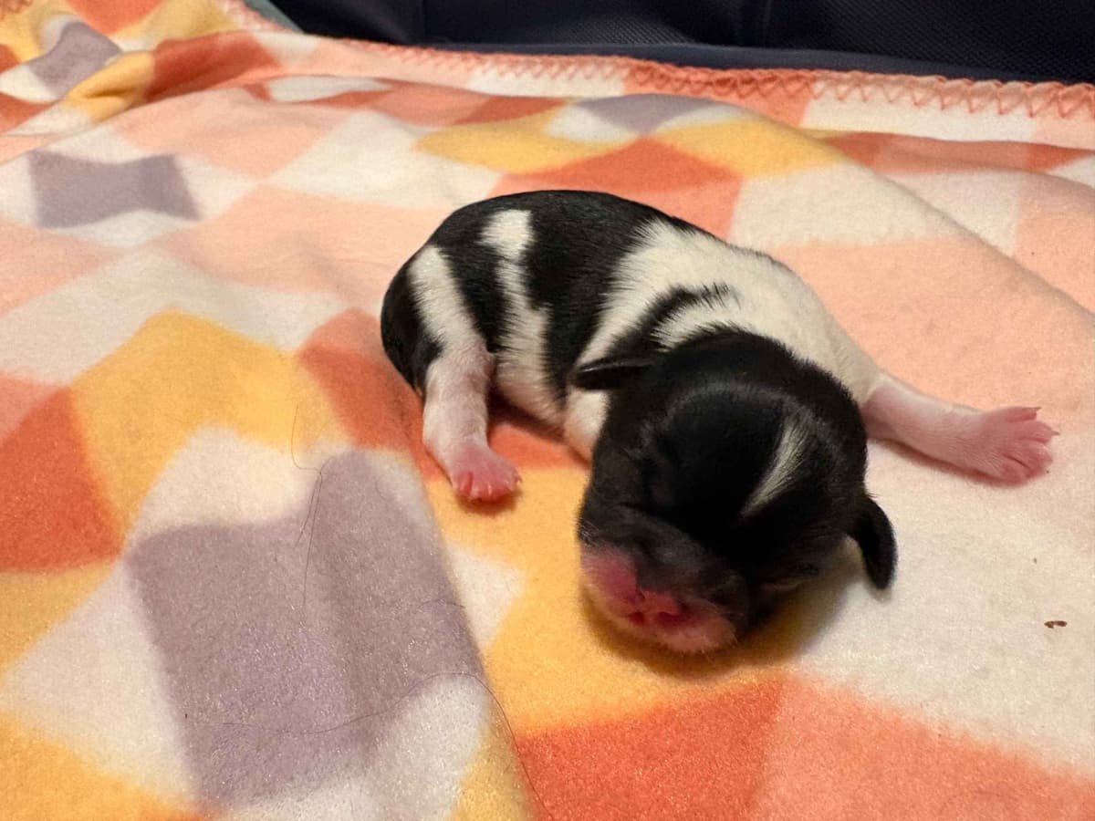 Shih Tzu Puppies breeder image 1