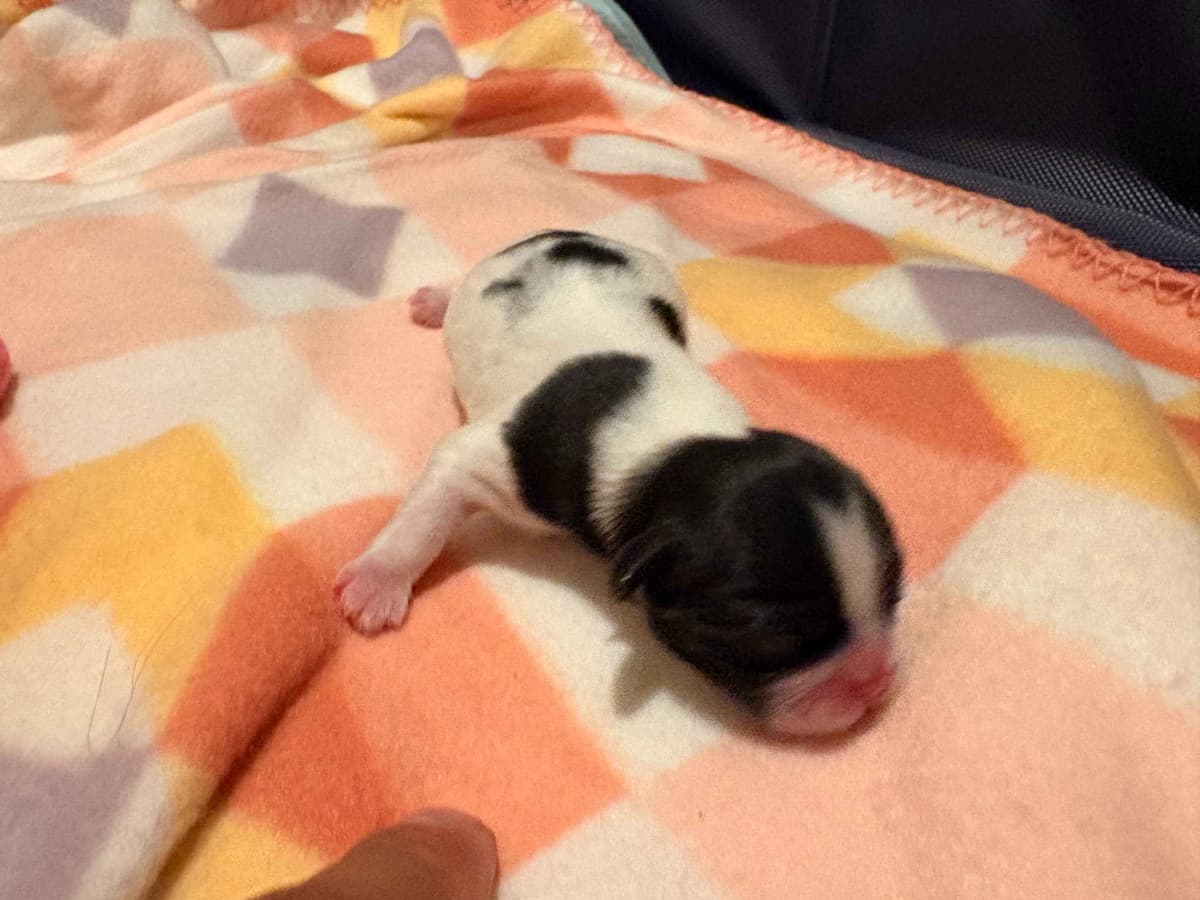 Shih Tzu Puppies breeder image 2