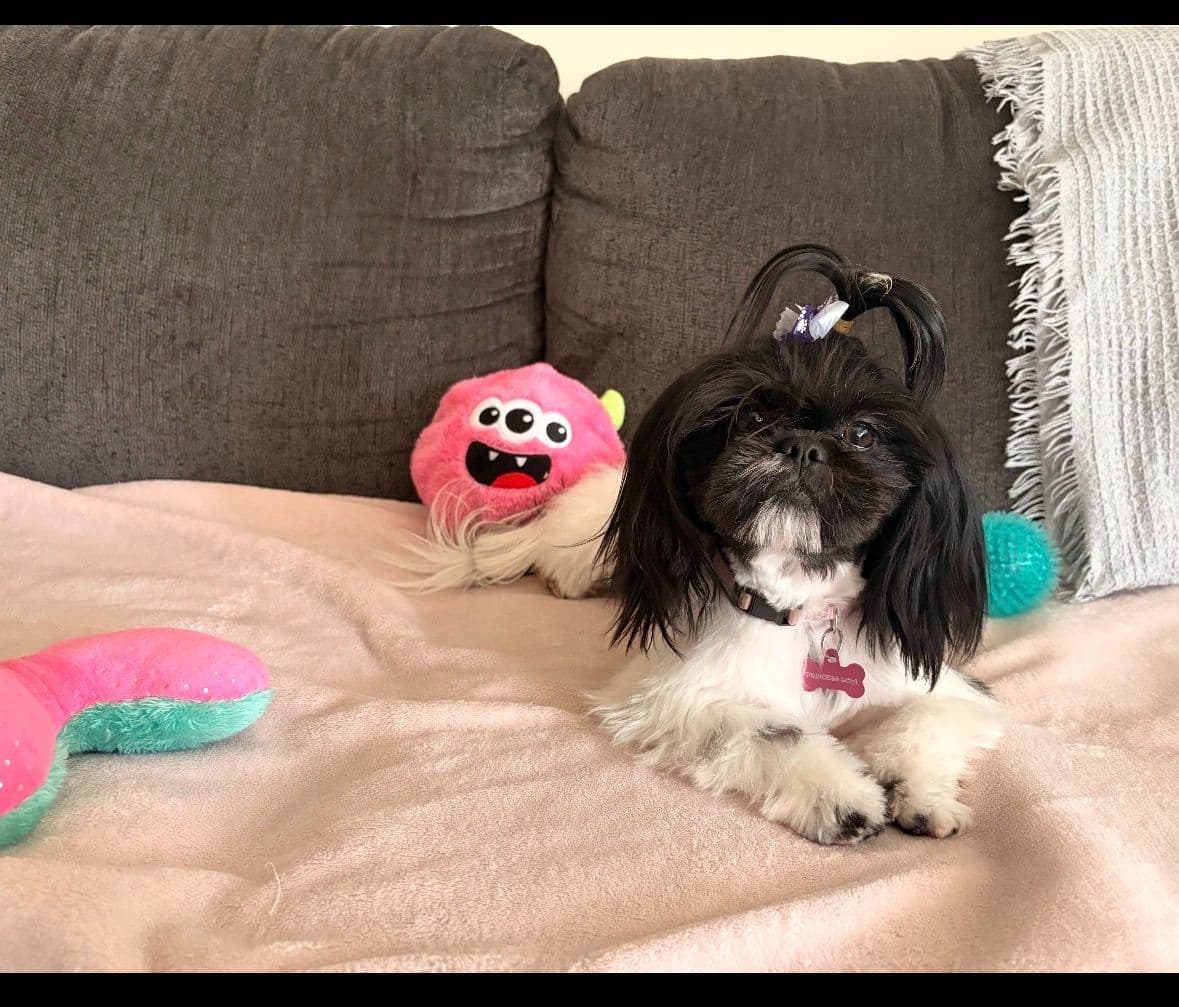 Shih Tzu Puppies breeder image 3