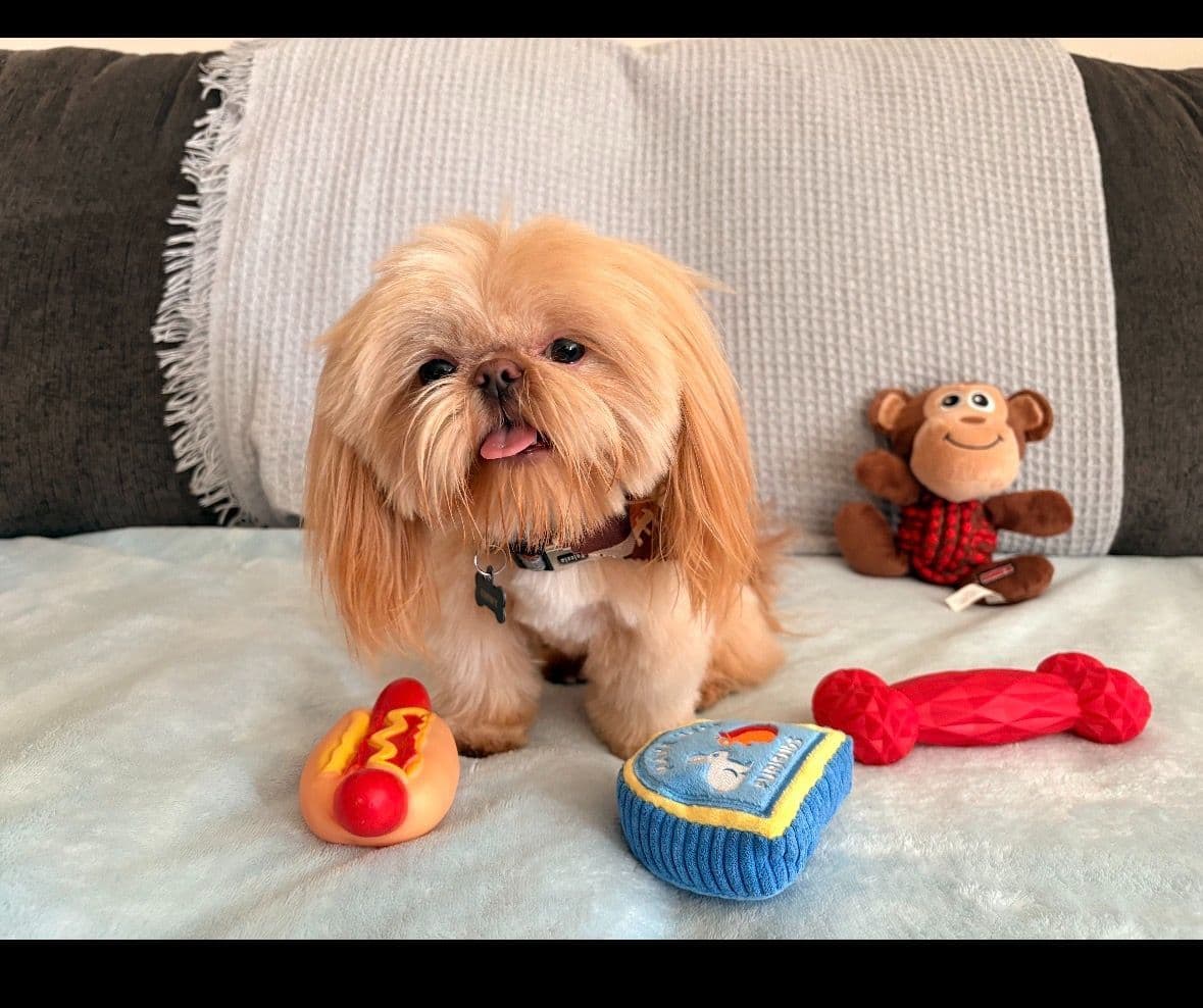 Shih Tzu Puppies breeder image 5