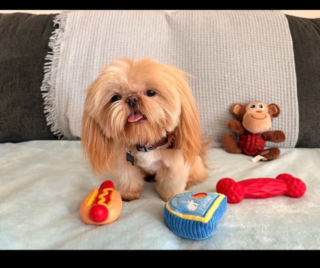 Shih Tzu Puppies media 4