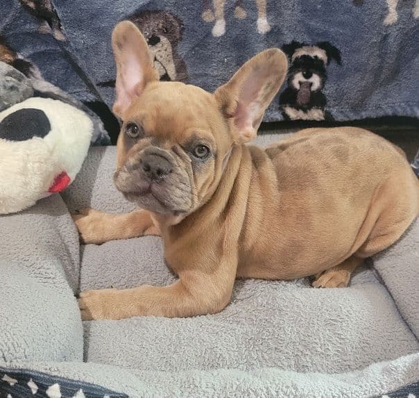 French Bulldog Puppies media 3