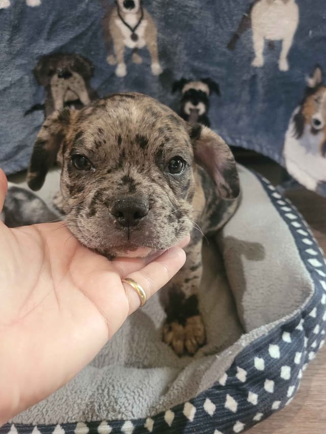 French Bulldog Puppies media 4