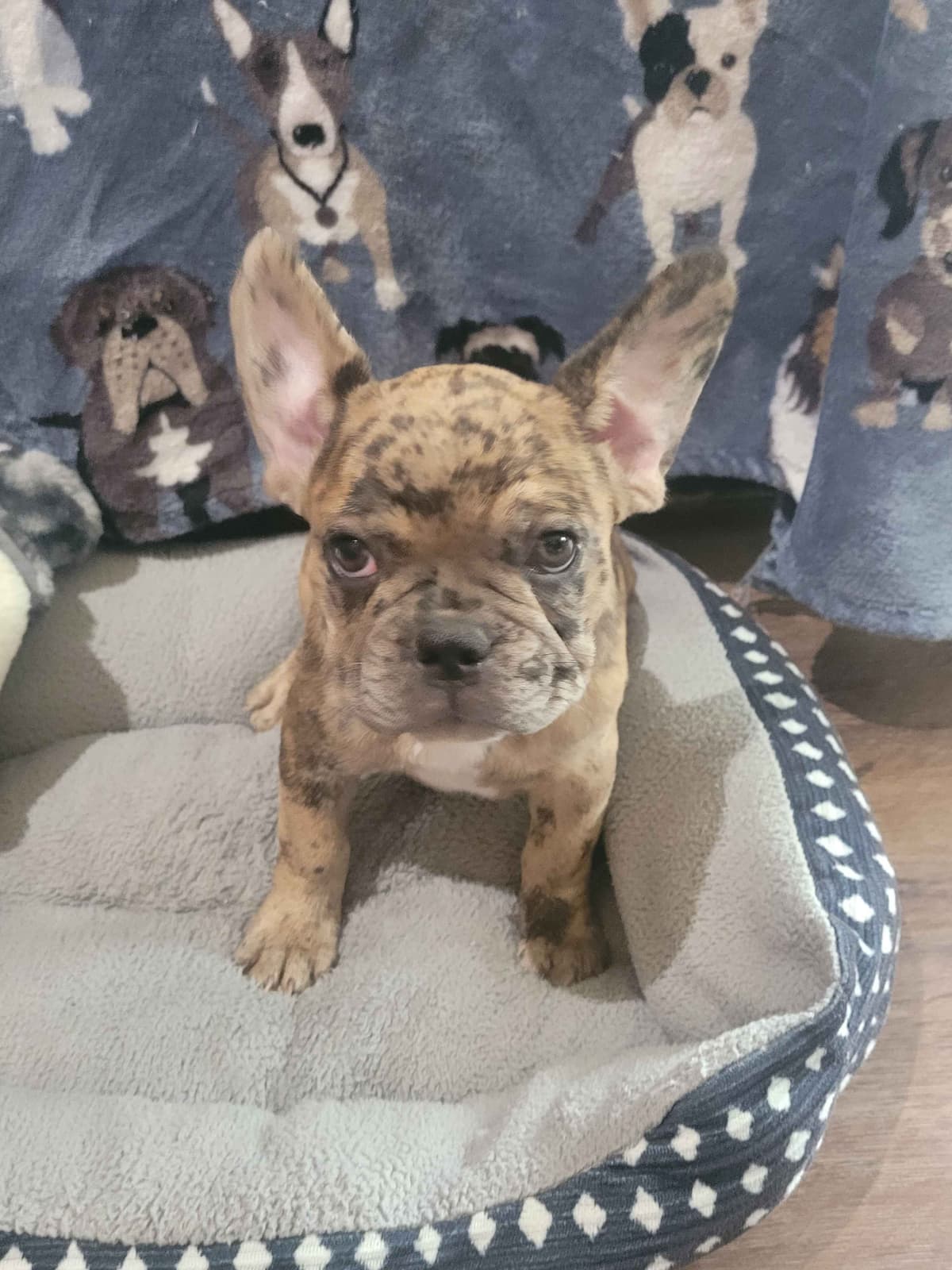 French Bulldog Puppies breeder image 2
