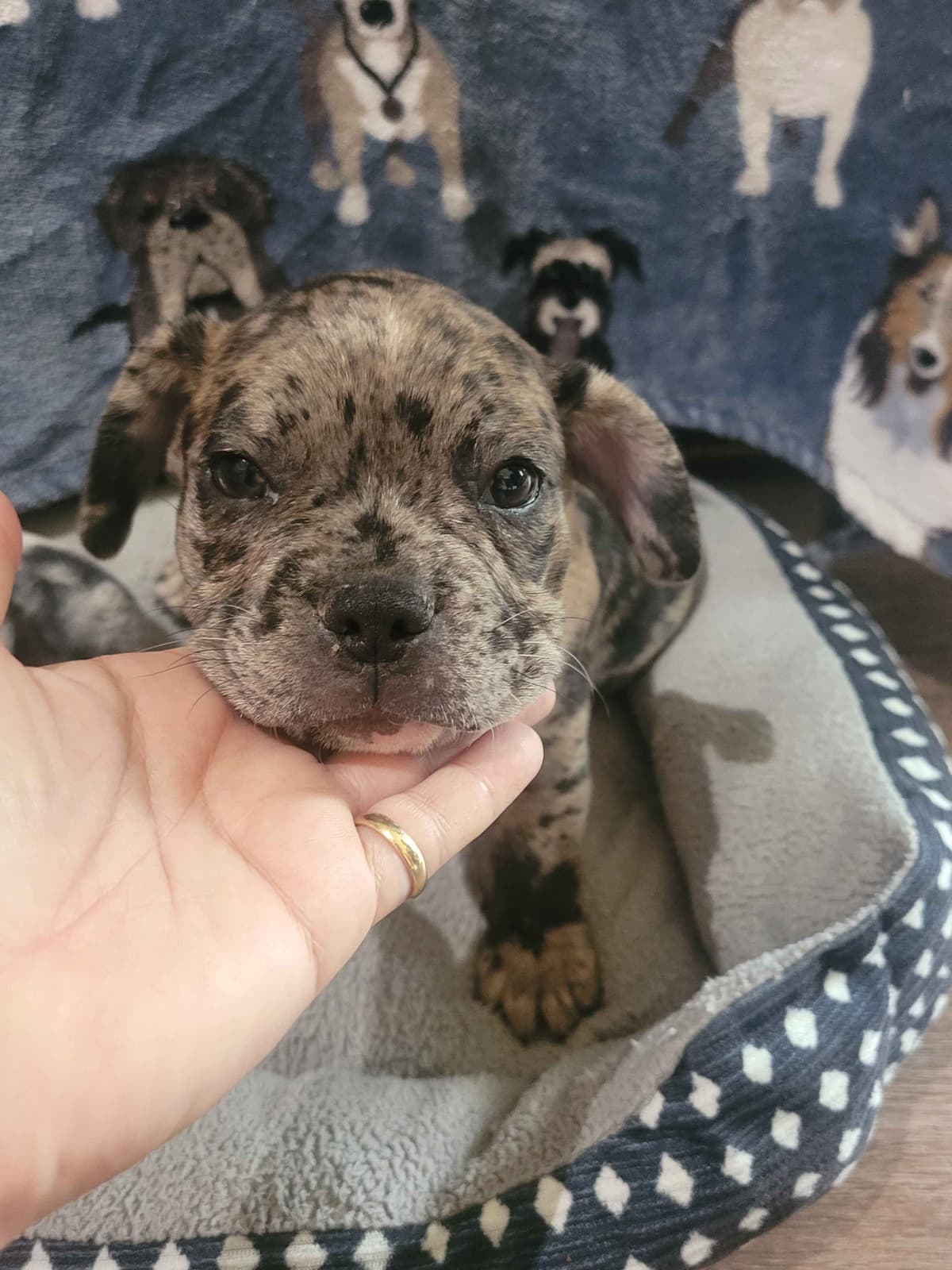 French Bulldog Puppies breeder image 3