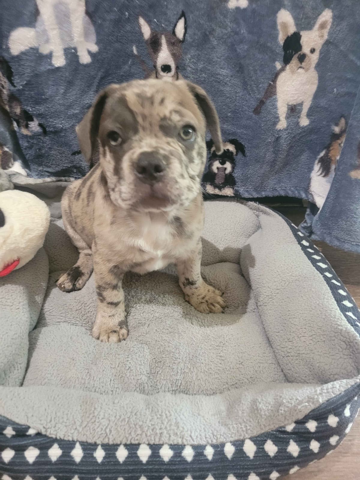 French Bulldog Puppies breeder image 4