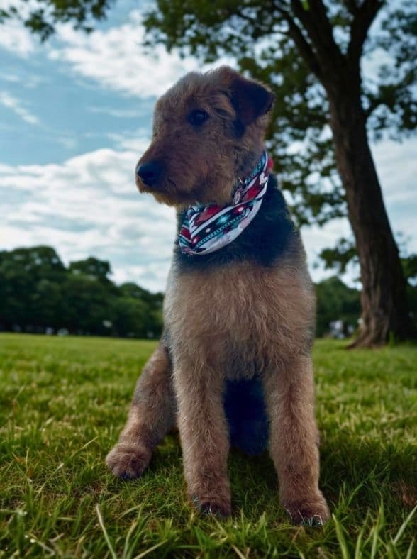 Large-boned, working Airedale Terrier Puppies breeder image 1