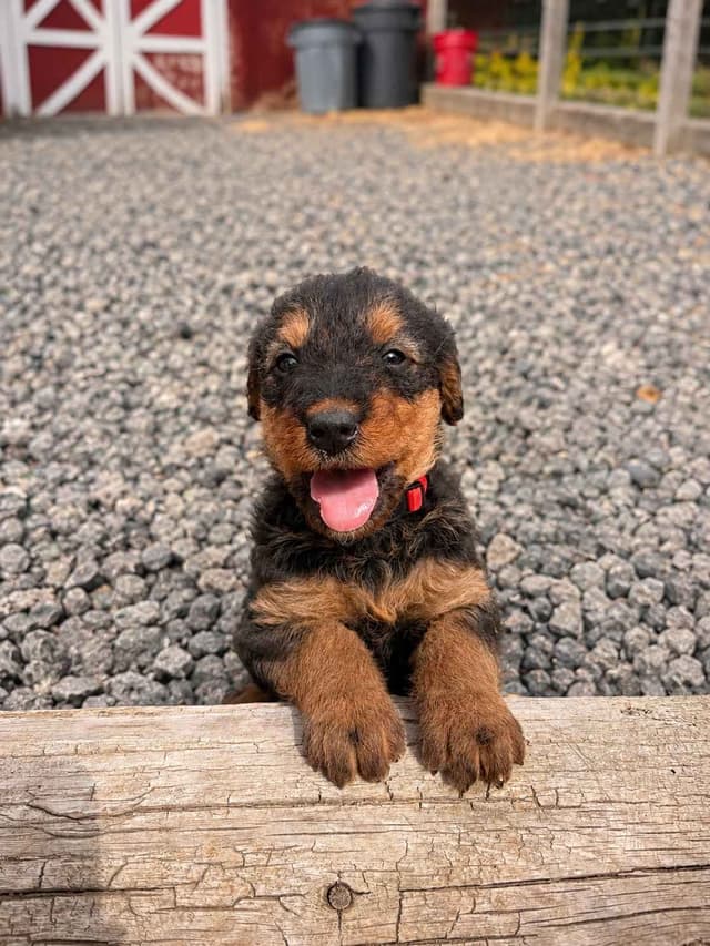 Larger, Working Airedale Puppies ready to be your Loyal Companion! media 3