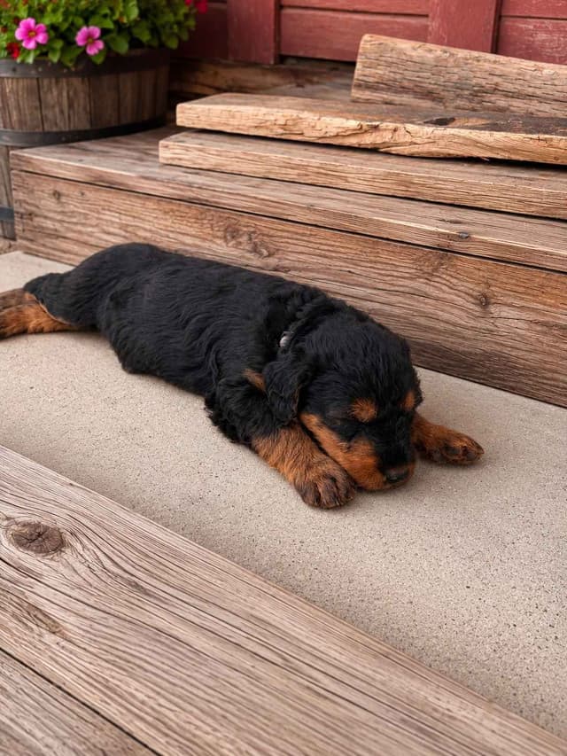 Larger, Working Airedale Puppies ready to be your Loyal Companion! media 5