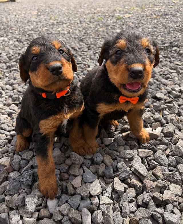 Larger, Working Airedale Puppies ready to be your Loyal Companion! media 6