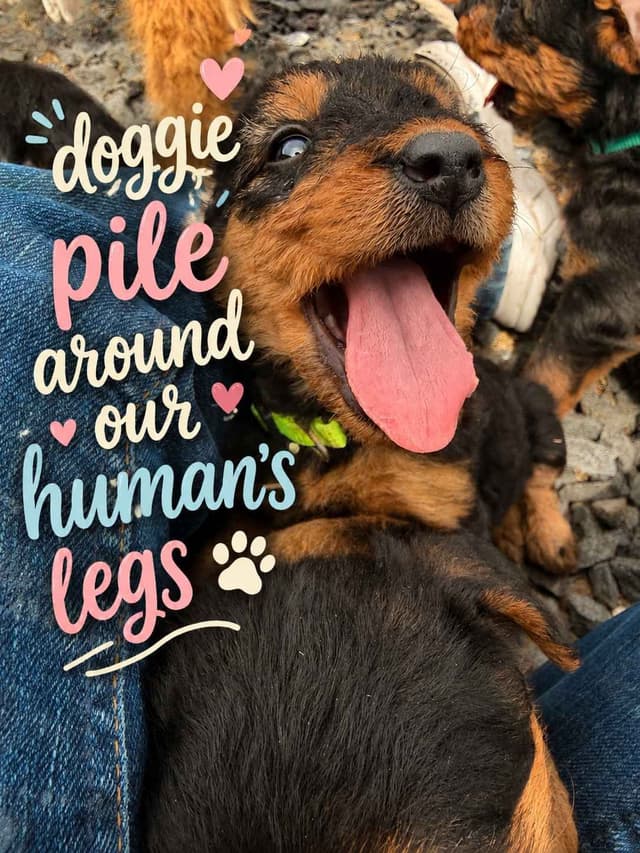 Larger, Working Airedale Puppies ready to be your Loyal Companion! media 9