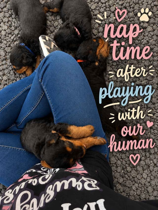 Larger, Working Airedale Puppies ready to be your Loyal Companion! media 10