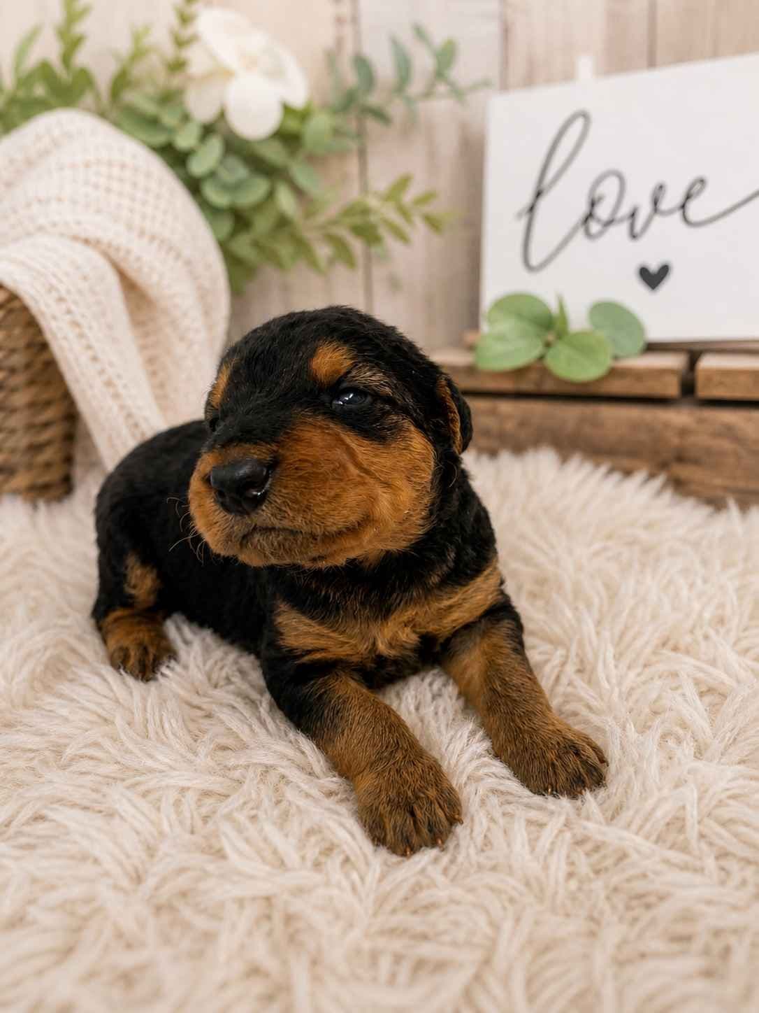 Large-boned, working Airedale Terrier Puppies breeder image 3