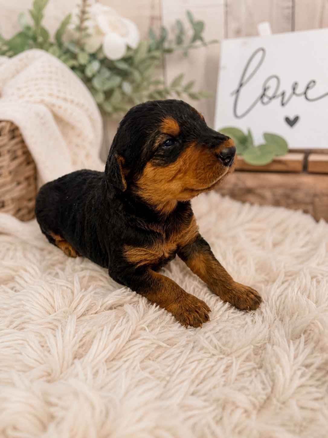 Large-boned, working Airedale Terrier Puppies breeder image 4