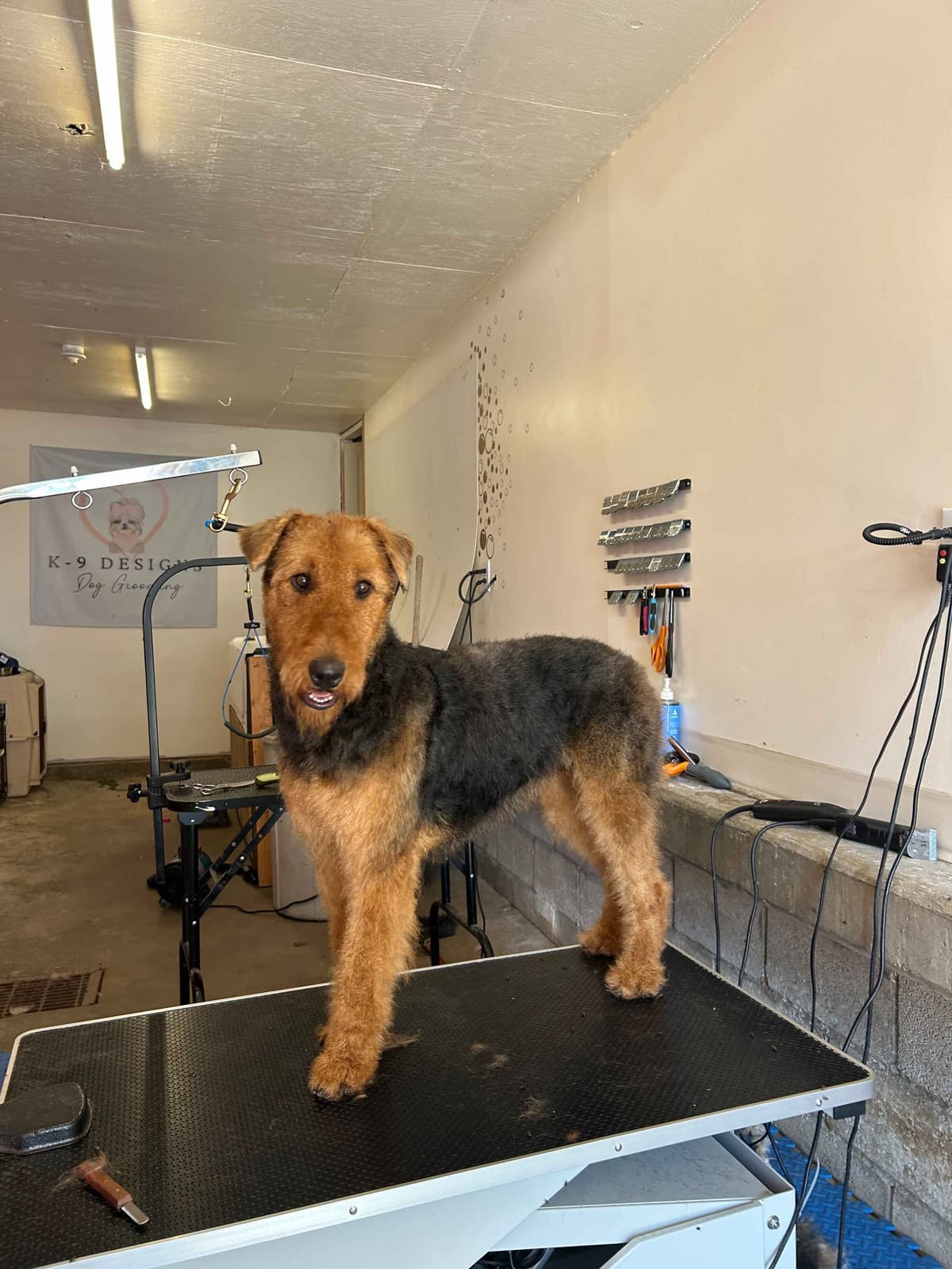 Large-boned, working Airedale Terrier Puppies breeder image 5