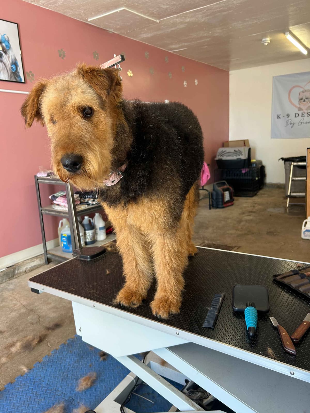 Large-boned, working Airedale Terrier Puppies breeder image 6