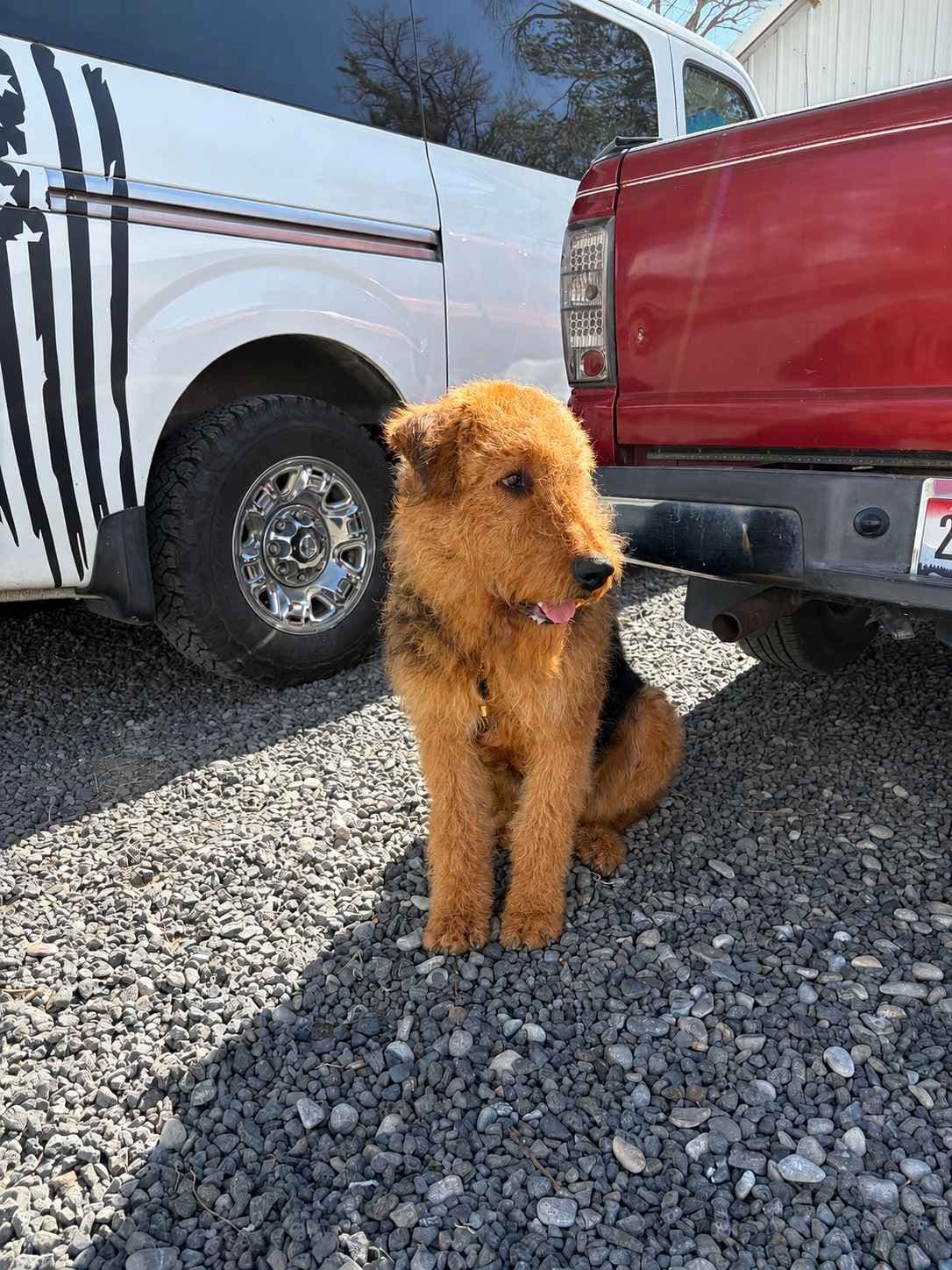 Large-boned, working Airedale Terrier Puppies breeder image 8