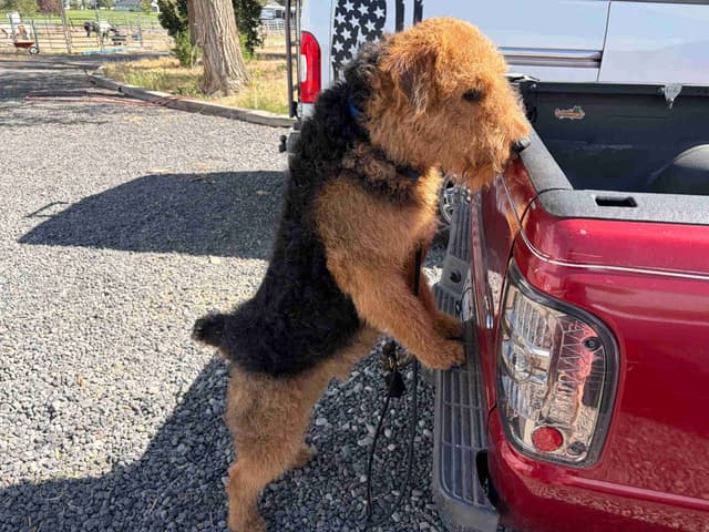 Large-boned, working Airedale Terrier Puppies media 13