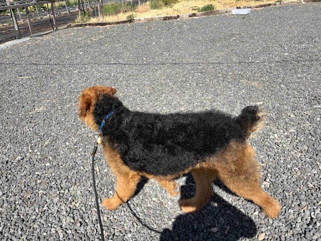 Large-boned, working Airedale Terrier Puppies media 12