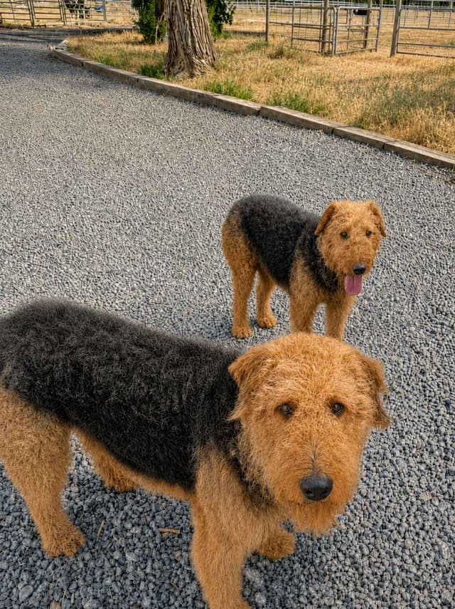 Large-boned, working Airedale Terrier Puppies media 11