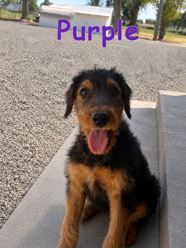 Large-boned, working Airedale Terrier Puppies media 3