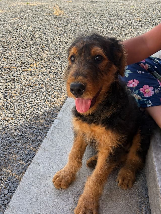 Large-boned, working Airedale Terrier Puppies media 6