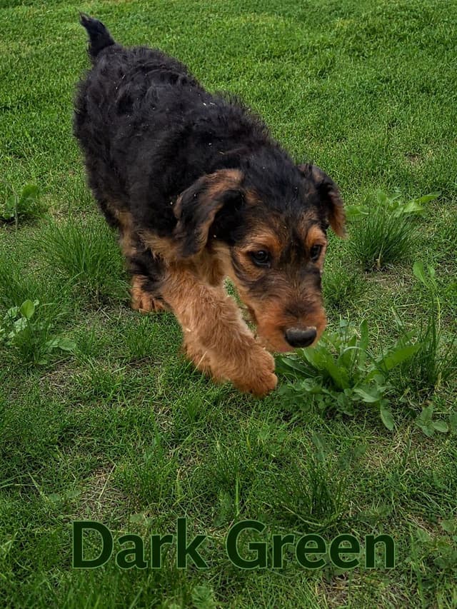 Large-boned, working Airedale Terrier Puppies media 5