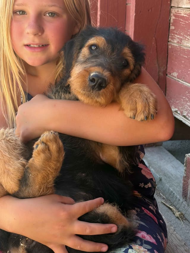 Large-boned, working Airedale Terrier Puppies media 4