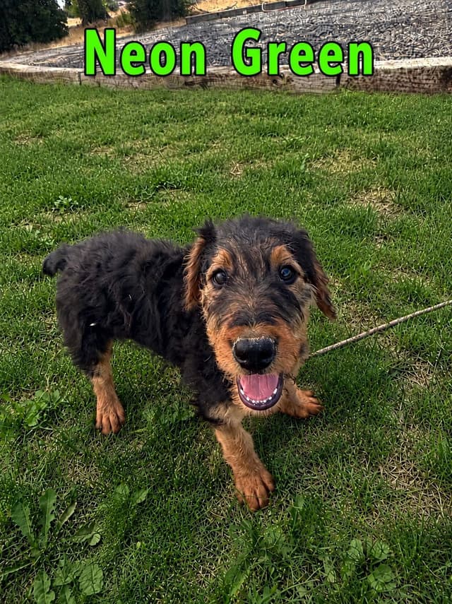 Large-boned, working Airedale Terrier Puppies media 9
