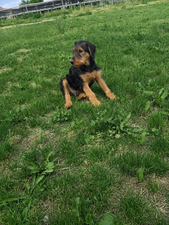 Large-boned, working Airedale Terrier Puppies media 10