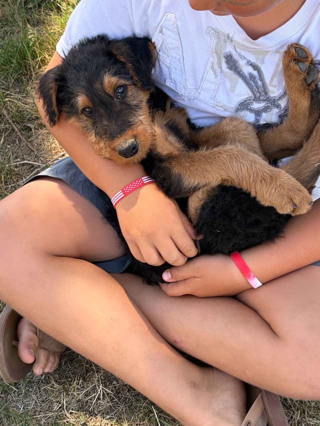 Large-boned, working Airedale Terrier Puppies media 8