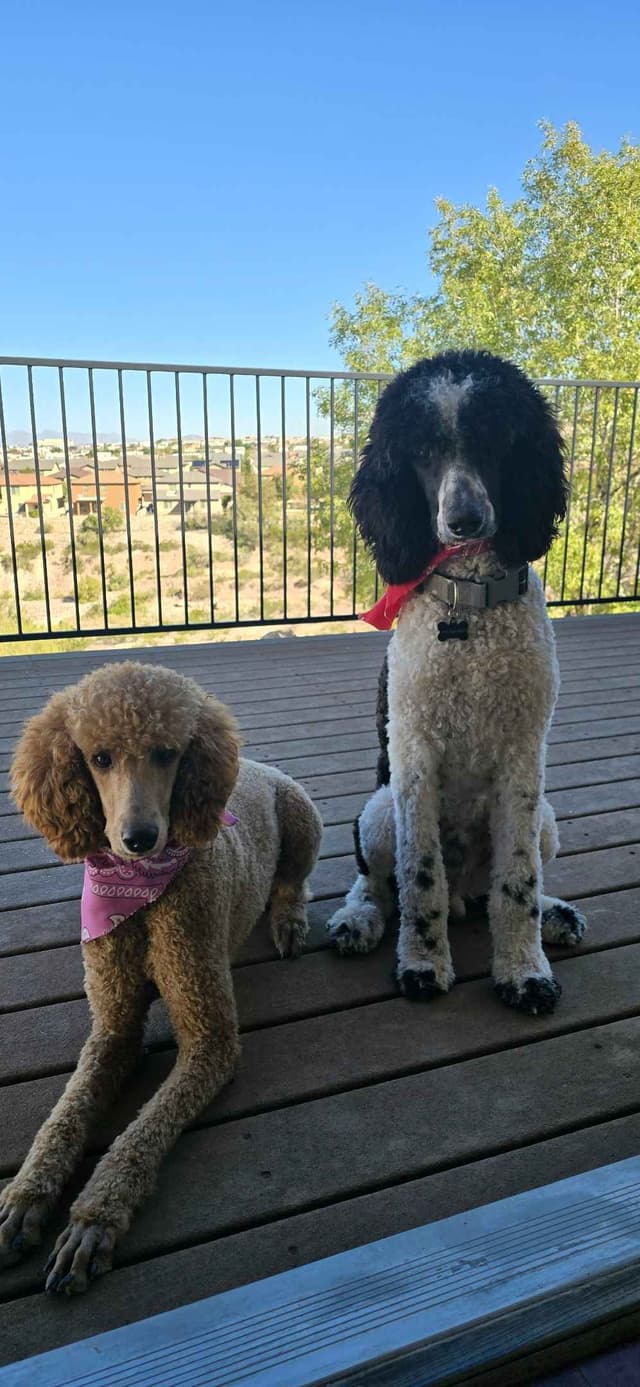 Standard Poodle Puppies - Pure Breed media 2