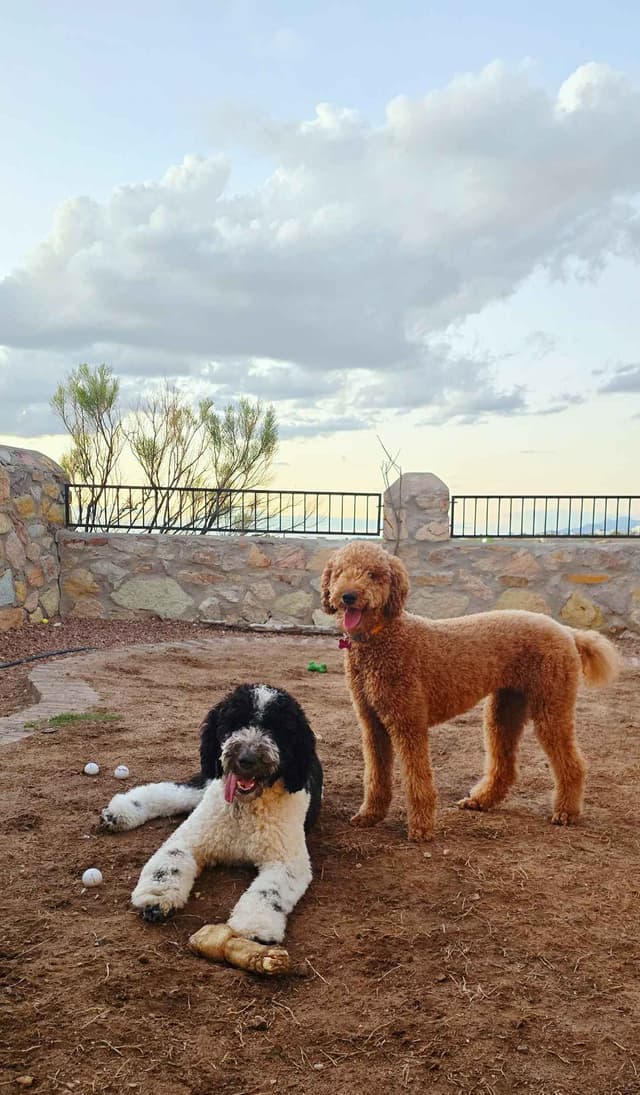 Standard Poodle Puppies - Pure Breed media 3