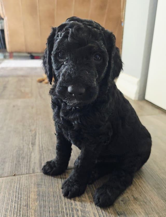 Standard Poodle Puppies - Pure Breed media 4