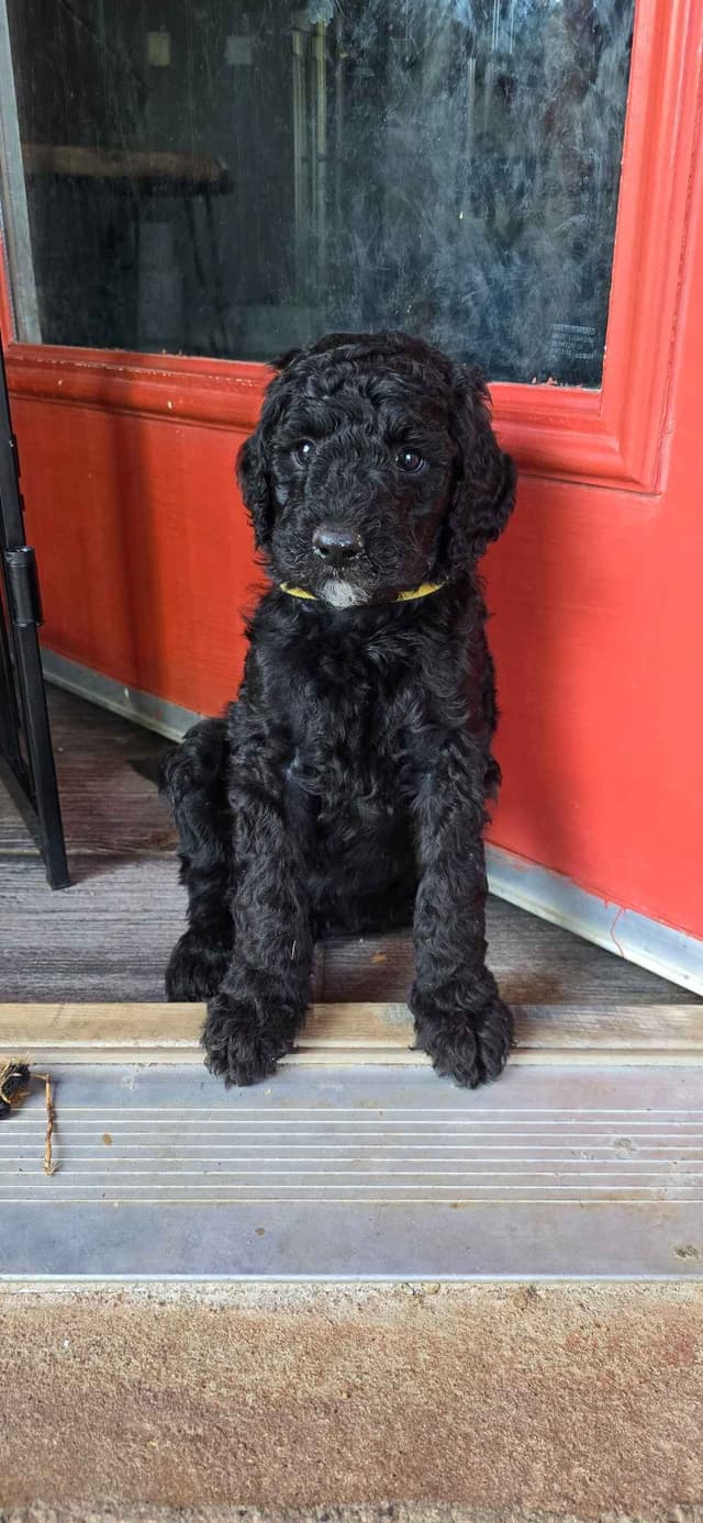 Standard Poodle Puppies - Pure Breed media 5