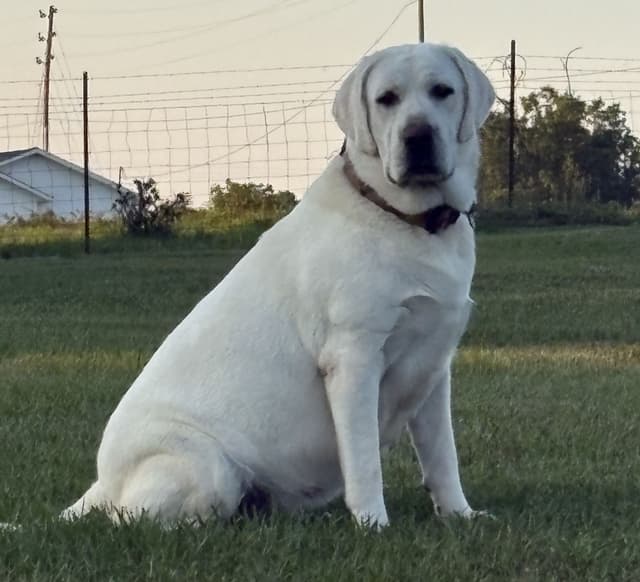 Labrador Retriever Puppies media 16